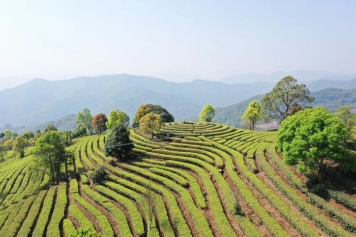 宁洱普洱茶开采节：三天时间，你怎能错过这场茶文化盛宴？  第7张