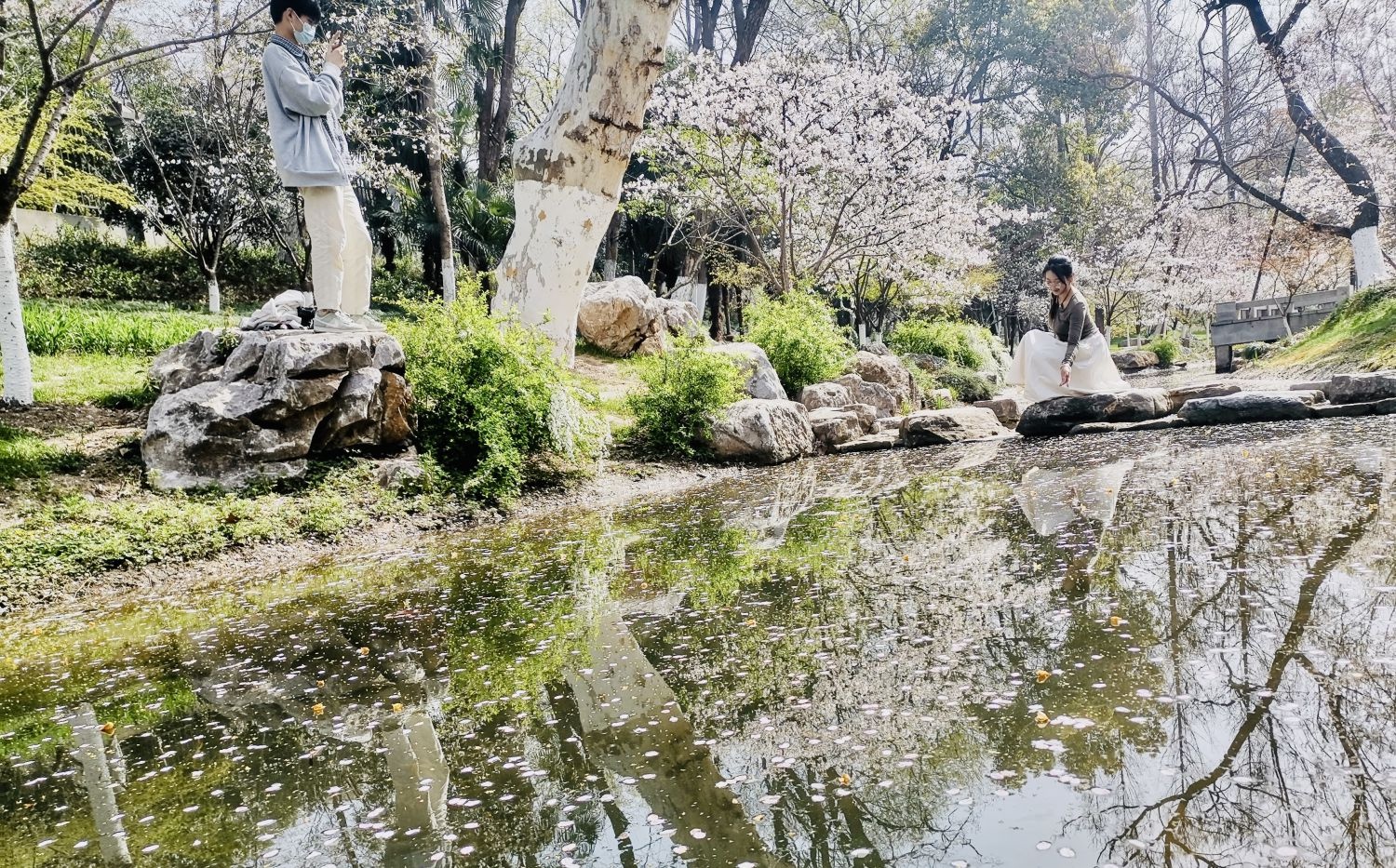春日逍遥津，垂丝海棠为何成为游客必打卡的视觉盛宴？  第2张