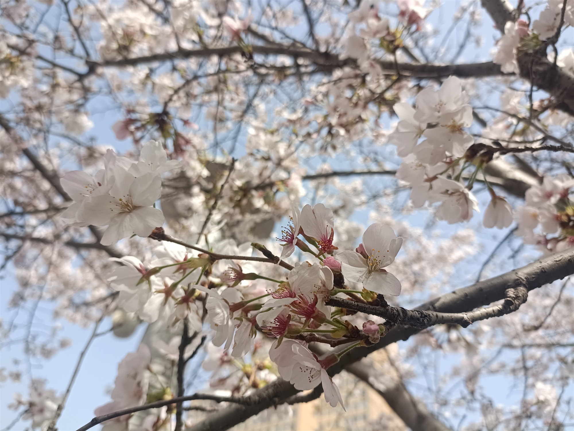 和平广场樱花大道惊艳绽放，你准备好赴这场浪漫之约了吗？  第2张