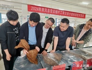 安徽中烟专家亲临恩施，为何对来凤雪茄烟叶赞不绝口？