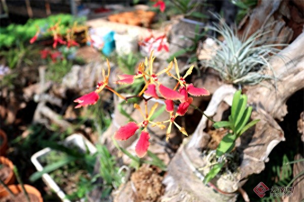 云南火焰兰野外回归后首次绽放！植物界的大熊猫能否重获新生？