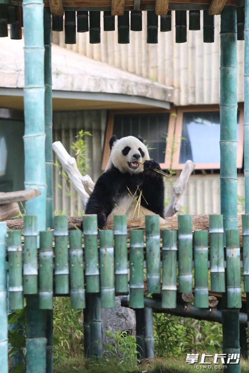 岳阳中华大熊猫苑开园啦！10只萌宝等你来打卡，你见过它们了吗？  第2张