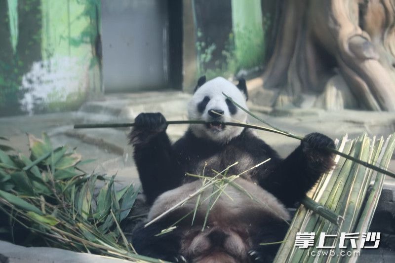 岳阳中华大熊猫苑开园啦！10只萌宝等你来打卡，你见过它们了吗？  第5张