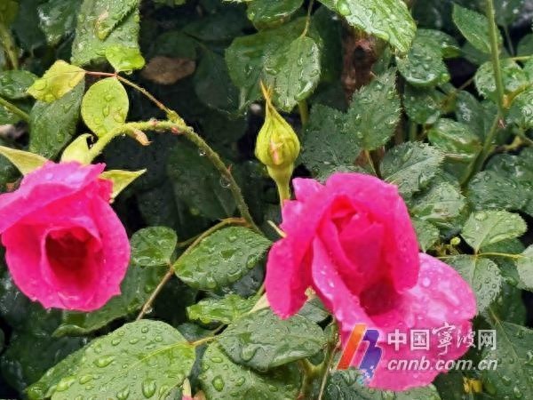 阴雨连绵终将结束！宁波即将迎来连续六日阳光大礼包，气温突破30℃  第1张