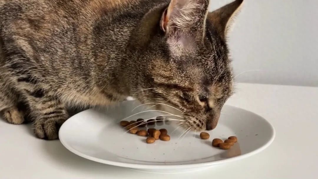 高价进口猫粮竟是过期混装？铲屎官们当心，你家主子可能正在吃毒粮