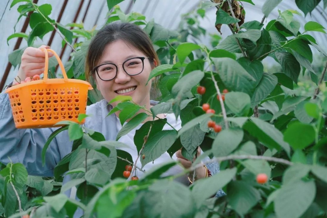 小樱桃季即将结束！萧山人还能享受这份甜蜜多久？  第3张