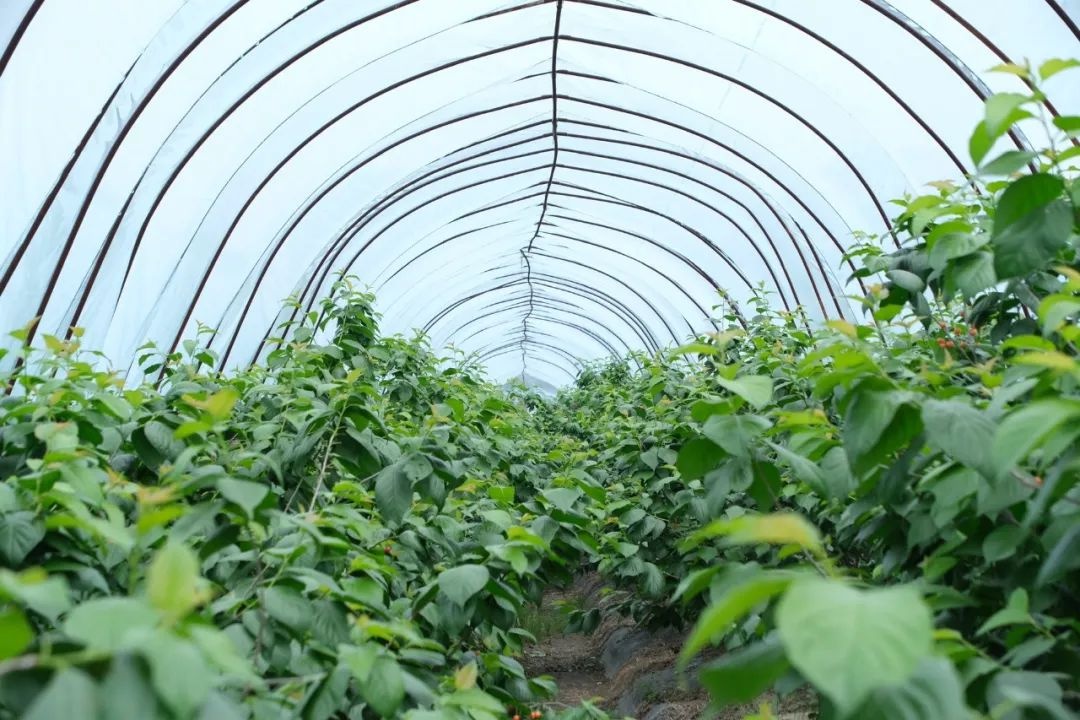 小樱桃季即将结束！萧山人还能享受这份甜蜜多久？  第7张