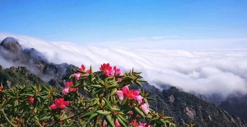 陕西5处绝美赏花胜地曝光！你去过几个？  第5张