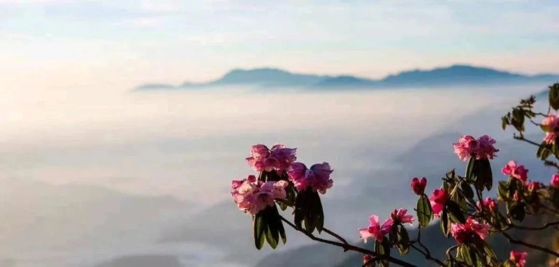 陕西5处绝美赏花胜地曝光！你去过几个？  第6张