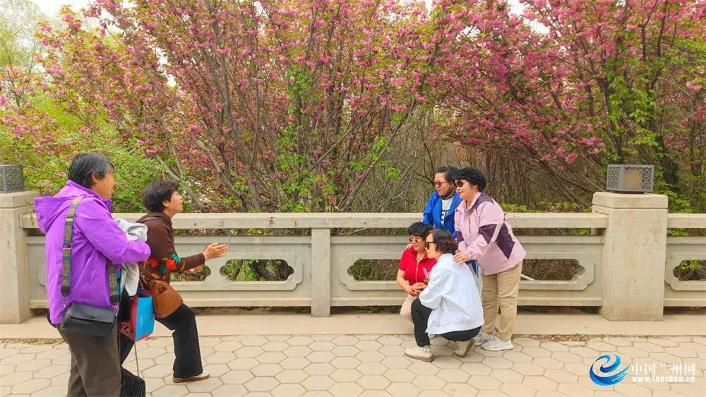 黄河之畔樱花海棠竞相绽放，安宁区滨河中路成春季网红打卡点  第2张