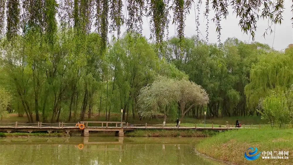 黄河之畔樱花海棠竞相绽放，安宁区滨河中路成春季网红打卡点  第3张