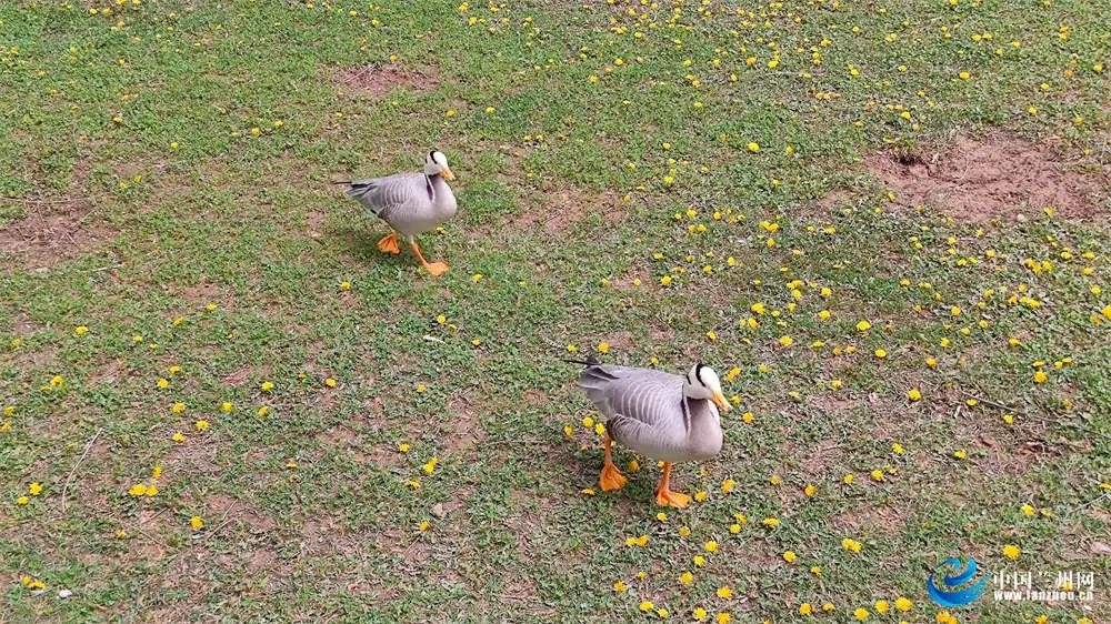 黄河之畔樱花海棠竞相绽放，安宁区滨河中路成春季网红打卡点  第4张