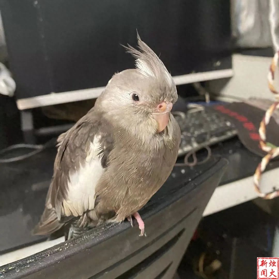 重金悬赏！这只玄凤黑牛公鹦鹉飞失，母鹦鹉抑郁停喂雏鸟，谁能帮帮这家人？