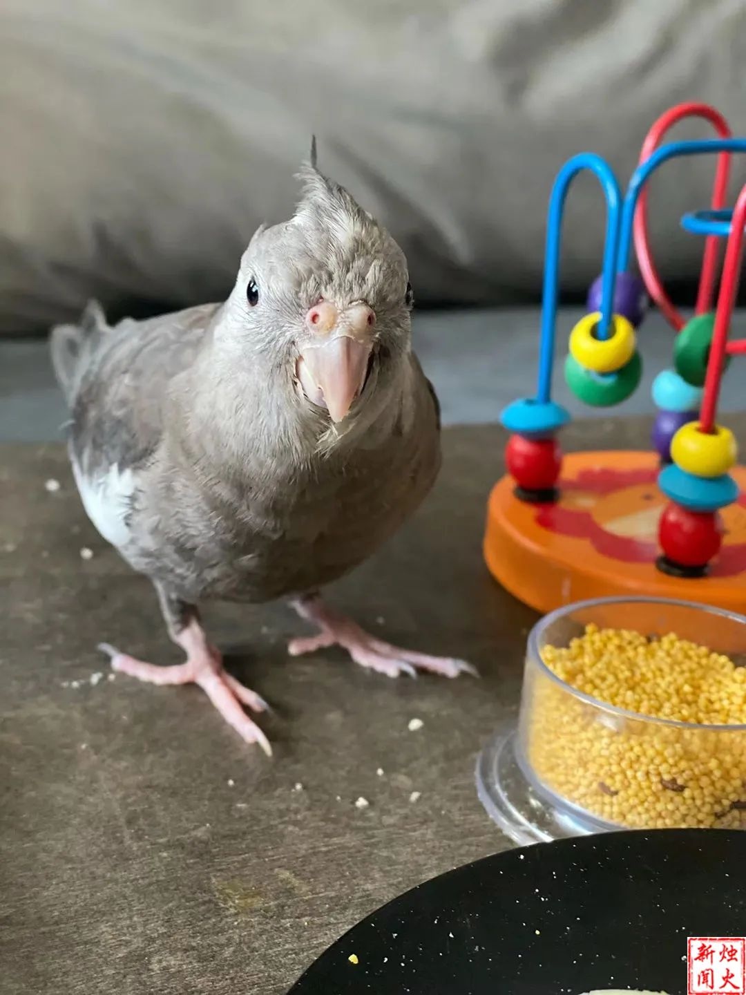 重金悬赏！这只玄凤黑牛公鹦鹉飞失，母鹦鹉抑郁停喂雏鸟，谁能帮帮这家人？  第3张