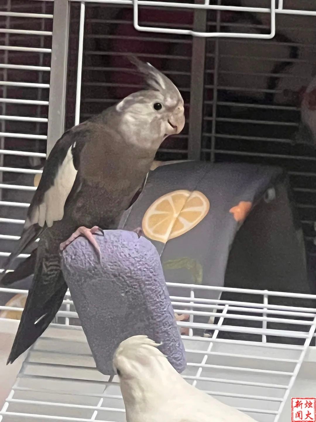 重金悬赏！这只玄凤黑牛公鹦鹉飞失，母鹦鹉抑郁停喂雏鸟，谁能帮帮这家人？  第4张