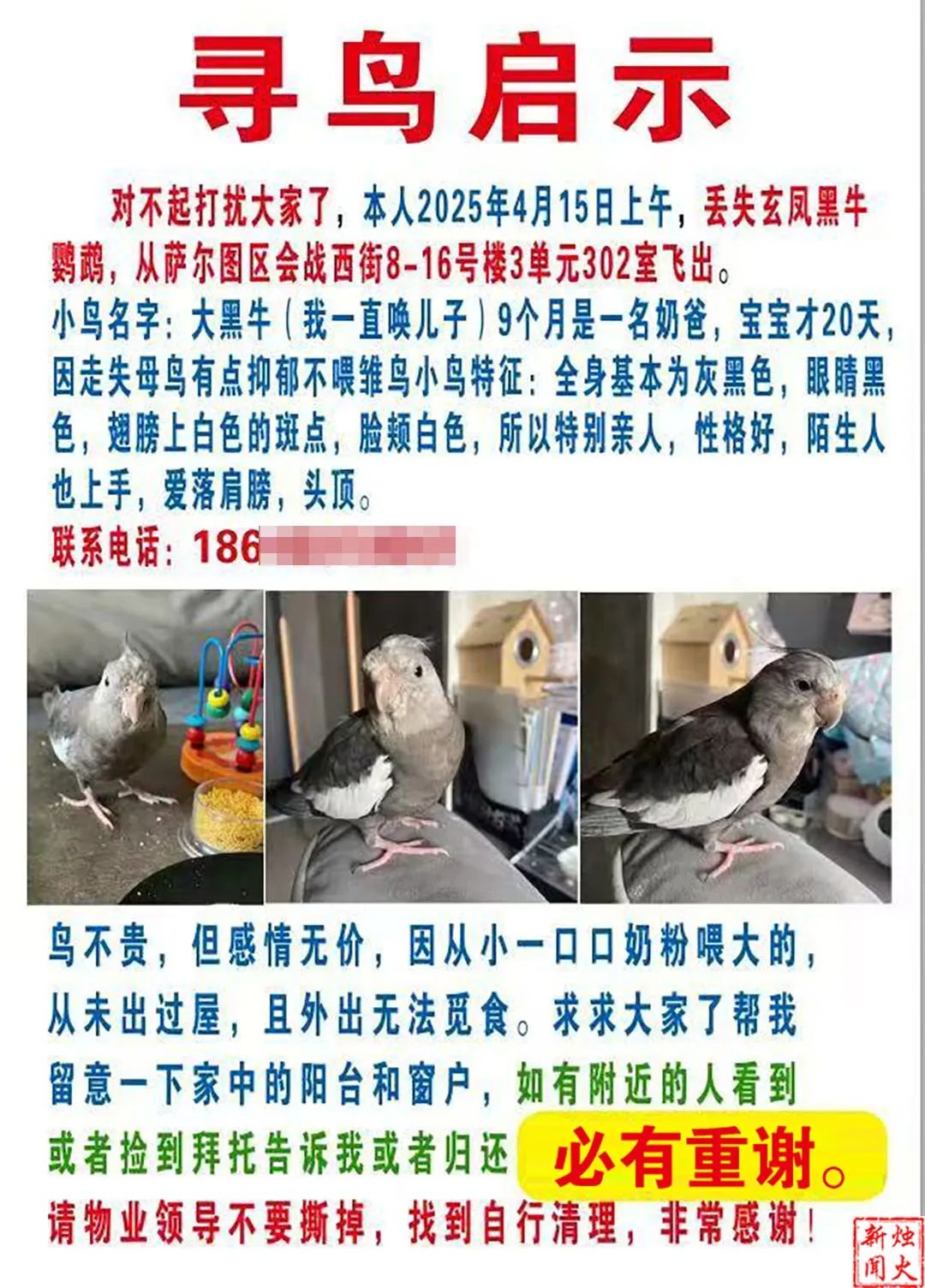 重金悬赏！这只玄凤黑牛公鹦鹉飞失，母鹦鹉抑郁停喂雏鸟，谁能帮帮这家人？  第5张