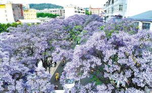 昆明蓝花楹成全国名片！2万株绚烂绽放，你去过吗？  第2张