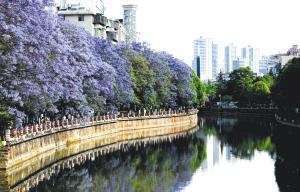 昆明蓝花楹成全国名片！2万株绚烂绽放，你去过吗？  第5张