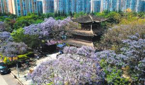 昆明蓝花楹成全国名片！2万株绚烂绽放，你去过吗？  第7张