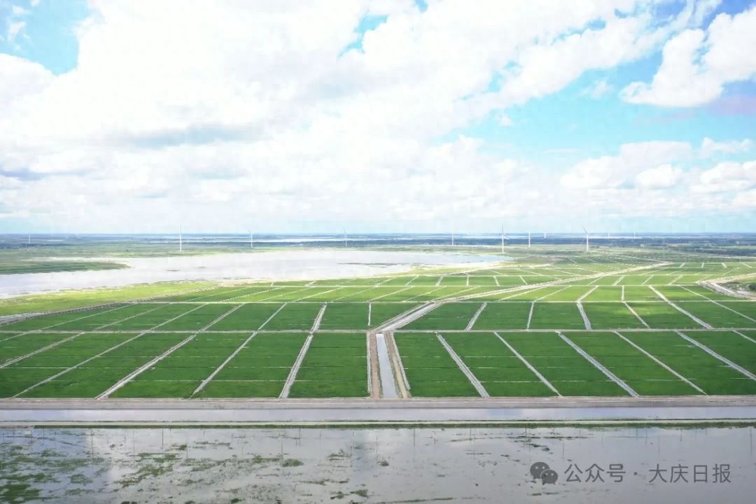 大庆多措守护黑土地！成效显著，粮食产能提升，这是咋做到的？
