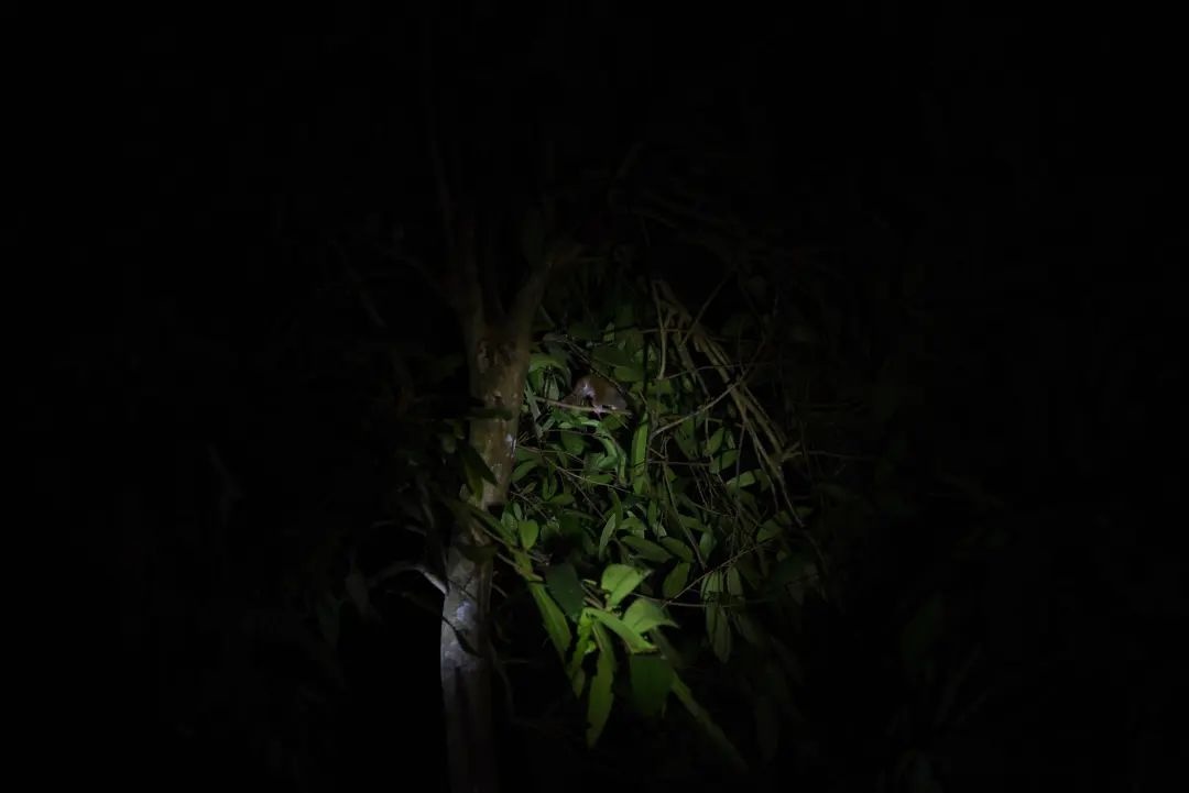 哇塞！墨江西歧桫椤保护区竟首次拍到蜂猴影像？  第2张