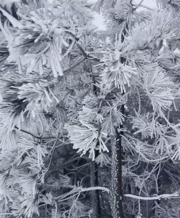杭州山区突降大雪，太子尖积雪已达七八厘米！你准备好迎接这场冬日奇观了吗？  第5张