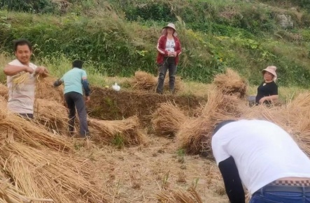 贵阳市如何实现10.5万吨秸秆资源化利用？揭秘3097万元投入背后的故事