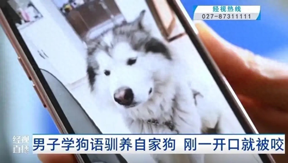 学狗语竟被自家爱犬咬伤！训狗真的这么难吗？