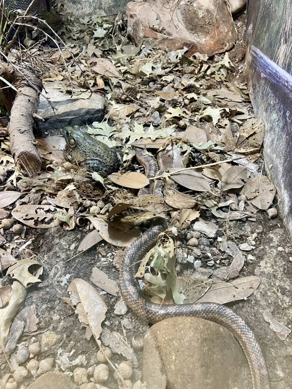 上海动物园蛇年大揭秘：你知道蝰、蝮、蟒、蚺的区别吗？快来探索  第5张