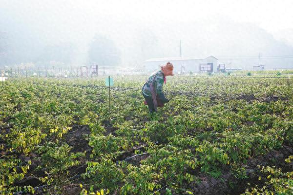 思茅野菜如何实现全季节量产？揭秘高原特色野生蔬菜的现代化生产奇迹  第1张