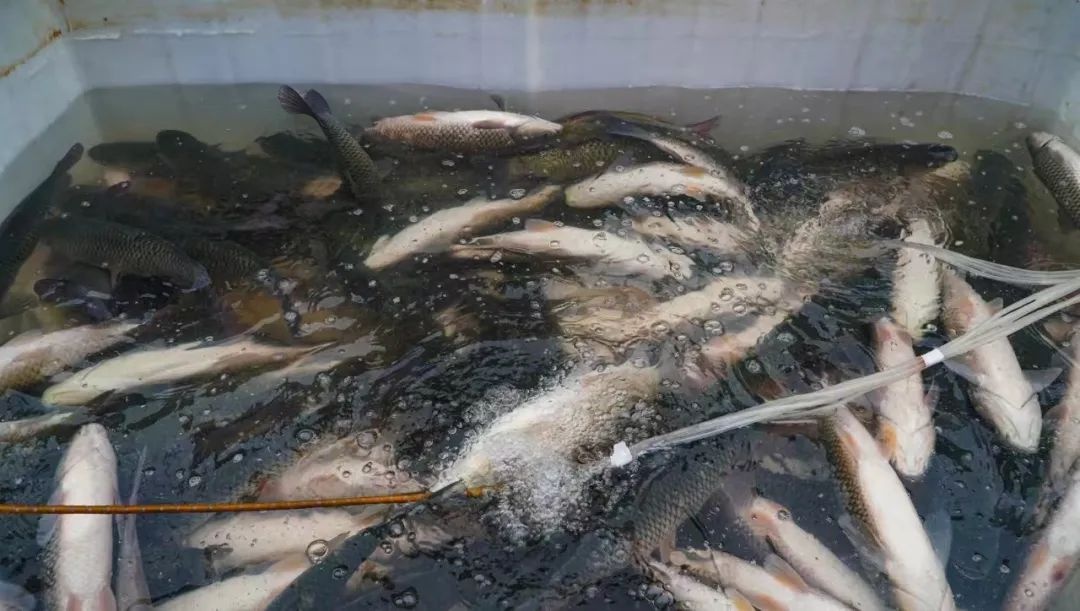 卓尼年货节3天吸引680多家商户,400多种商品引爆购物狂潮!你错过了吗? 第3张 卓尼年货节3天吸引680多家商户,400多种商品引爆购物狂潮!你错过了吗? 第3张