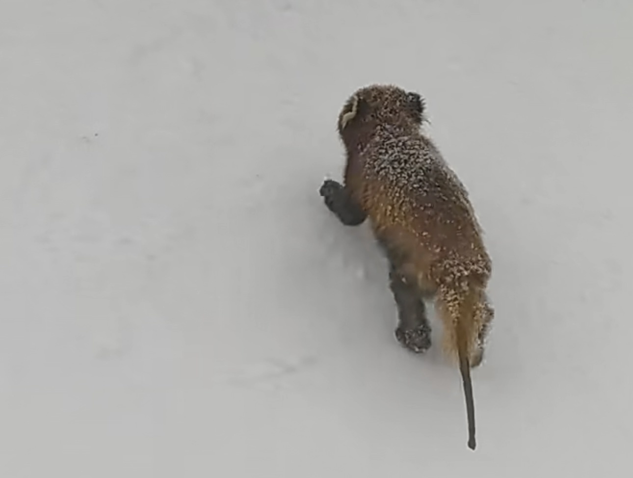 西岭雪山野生小熊猫尾巴异常，到底发生了什么？专家紧急搜救中