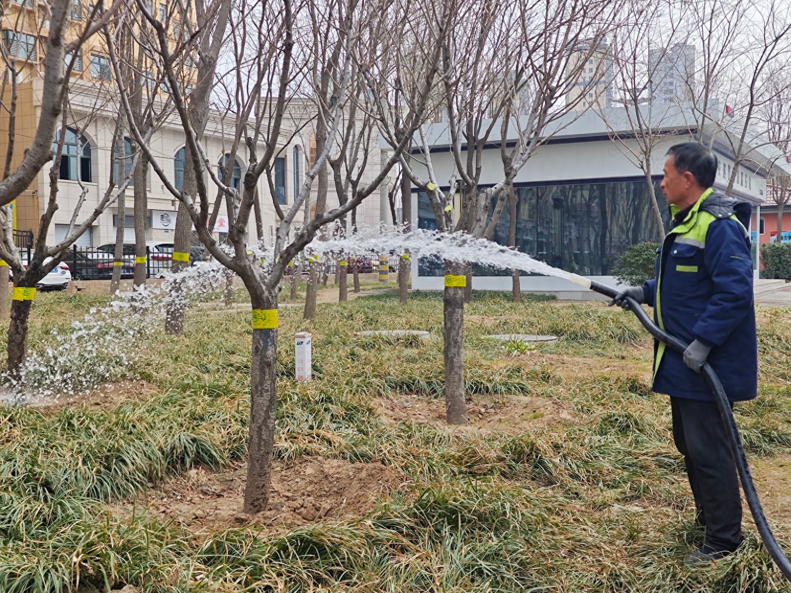 春回大地，绿植第一口水喝上了吗？园林工人忙碌的春浇背后有何秘密？