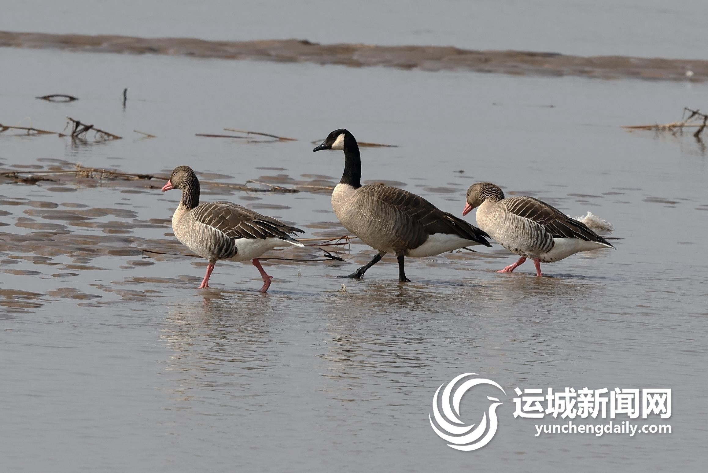 山西首次发现加拿大黑雁！黄河湿地迎来不速之客，你见过吗？  第1张