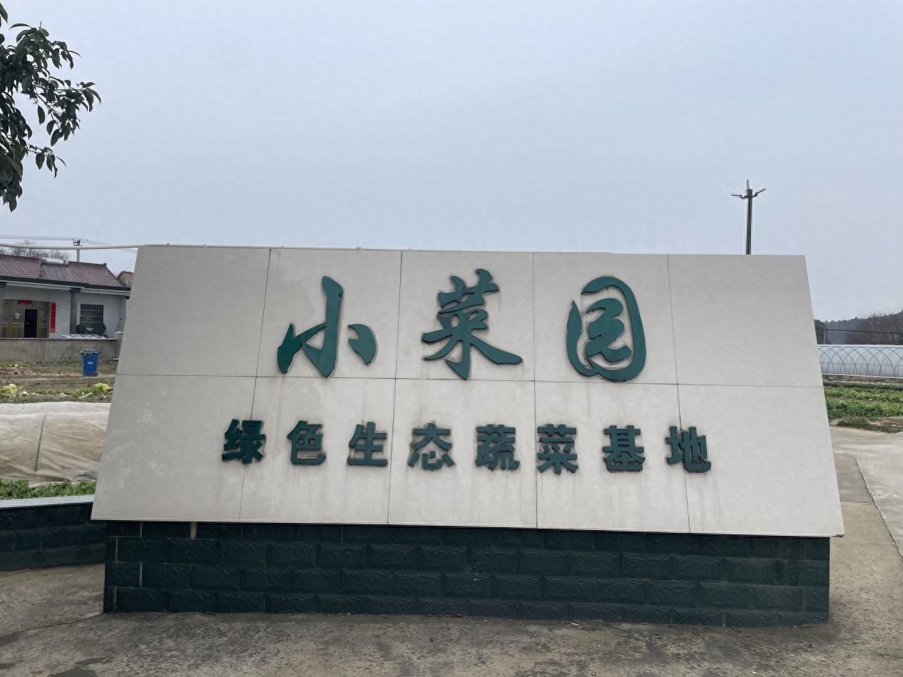 武圣村小菜园：老年人如何在这片绿色天地中重拾青春与价值？