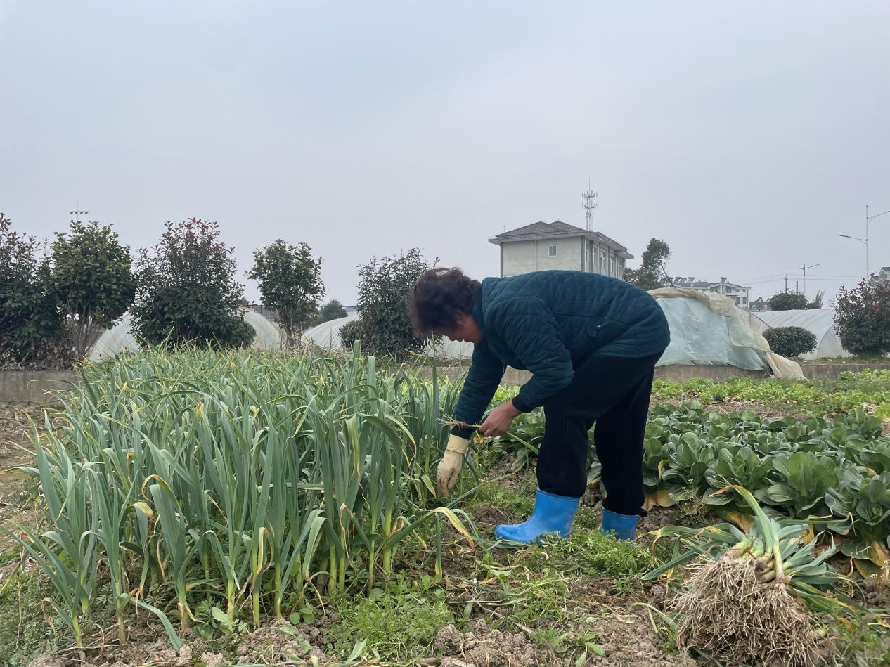 武圣村小菜园：老年人如何在这片绿色天地中重拾青春与价值？  第3张