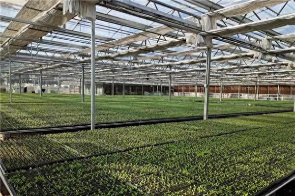 280万株甘蓝苗如何在大棚内茁壮成长？揭秘番茄兔农场的先进育苗技术  第1张