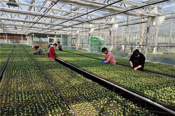 280万株甘蓝苗如何在大棚内茁壮成长？揭秘番茄兔农场的先进育苗技术  第2张