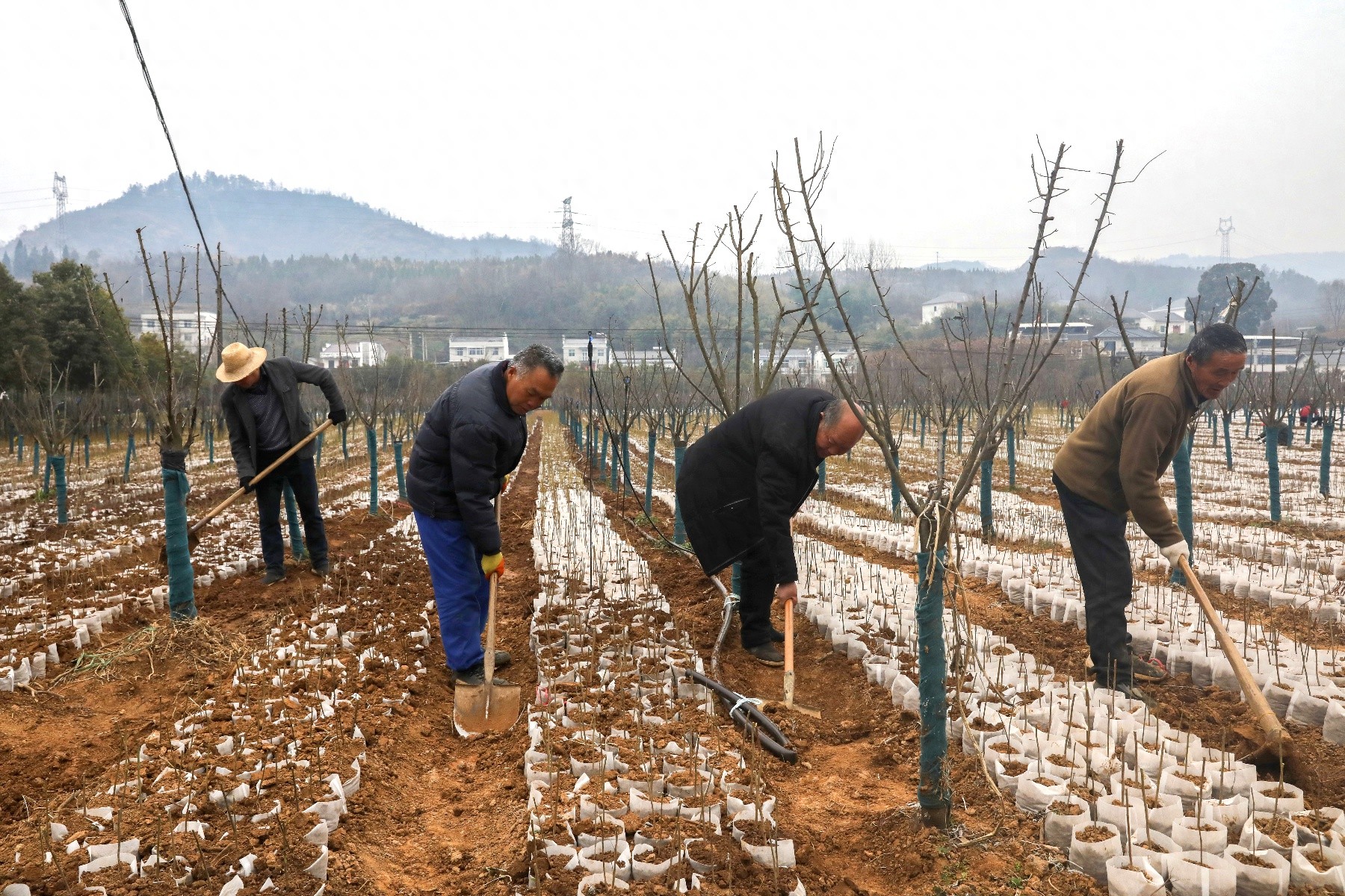 竹山县如何用120亩苗圃打造生态修复新引擎？  第1张
