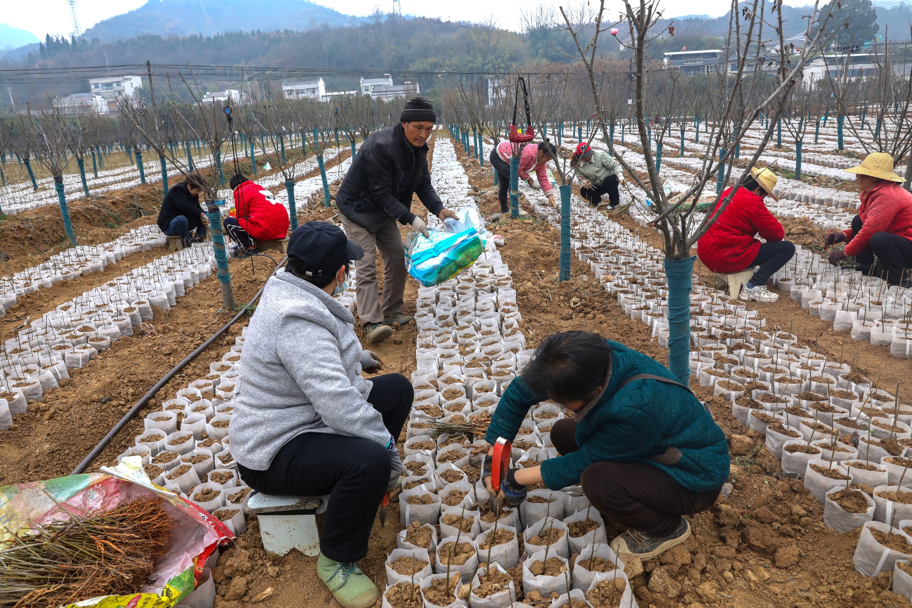 竹山县如何用120亩苗圃打造生态修复新引擎？  第2张