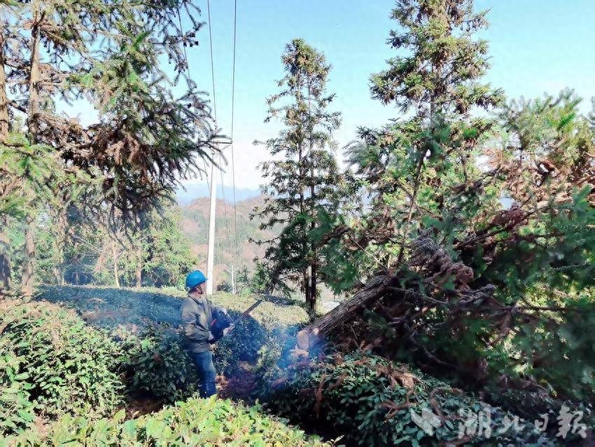 你知道清理树竹障时如何确保电力安全吗？国网竹溪县供电公司这样做