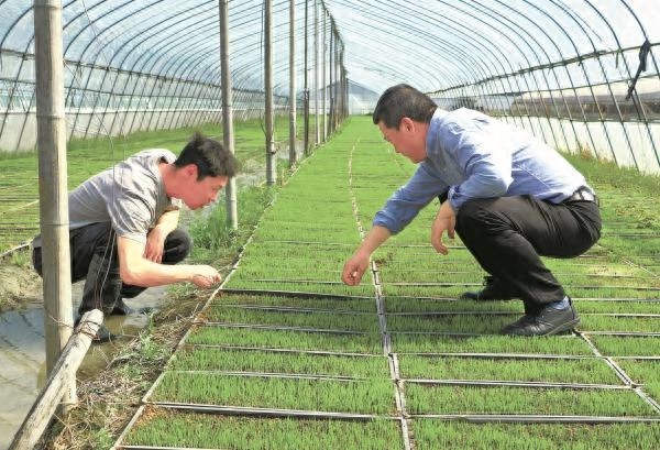 农技专家谢国权如何指导黄百明育秧，确保400亩稻田丰收？