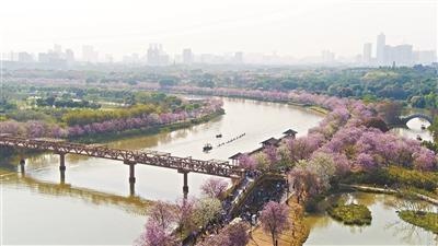 广州春日樱花盛宴，你准备好赴这场粉色情书之约了吗？  第1张