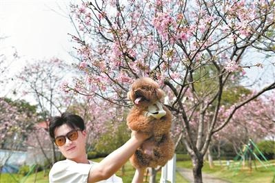 广州春日樱花盛宴，你准备好赴这场粉色情书之约了吗？  第2张