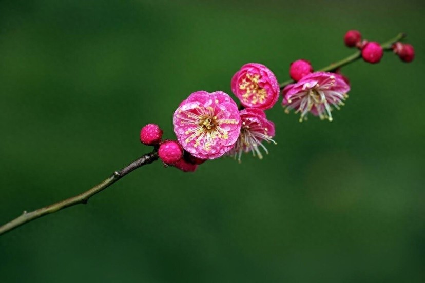 桃花、樱花、梅花…你分得清吗？教你轻松识别春日花海