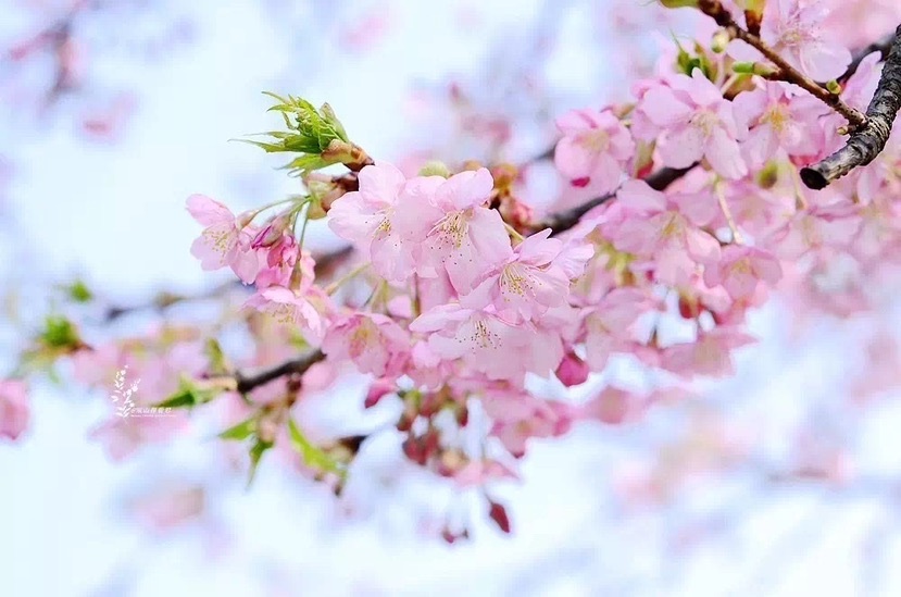 桃花、樱花、梅花…你分得清吗？教你轻松识别春日花海  第2张