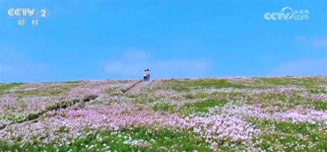 春天去哪儿玩？农业农村部推荐60条踏青赏花精品线路，189个绝美景点等你来
