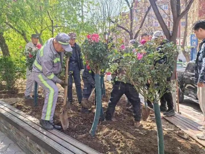 铁东区绿化工程惊艳亮相！台町区域、工人街变身花海，你打卡了吗？