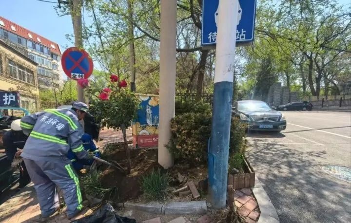 铁东区绿化工程惊艳亮相！台町区域、工人街变身花海，你打卡了吗？  第3张