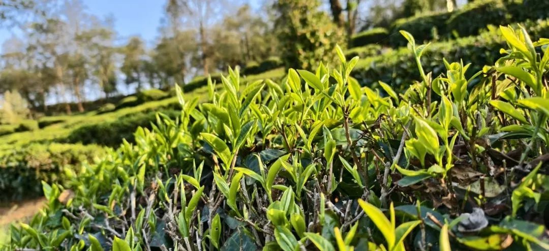 海拔2000米的绿色宝藏！南涧县如何用一片茶叶绘就乡村振兴新图景？  第3张